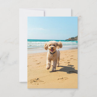 Poodle at the Beach note card