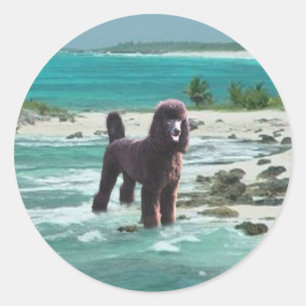Poodle Beach Sticker