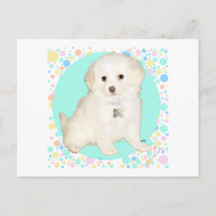 Poodle / Bichon Mix Puppy Celebrates Life Postcard