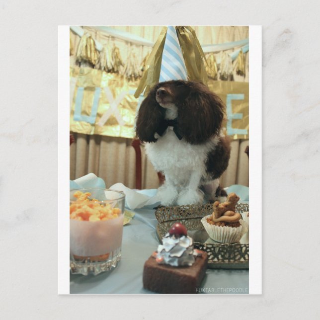 Poodle Birthday Postcard (Front)