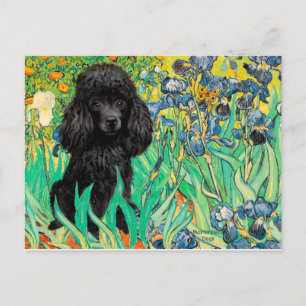 Poodle (black 1) - Irises Postcard