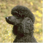 poodle black photo sculpture key ring<br><div class="desc">p</div>