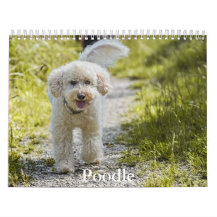 Poodle Calendar