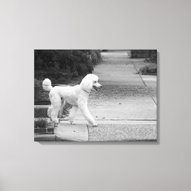 Poodle Canvas Print (Front)