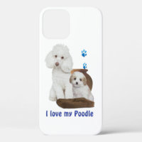 poodle