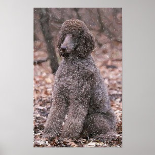 Poodle (Chocolate) Poster Print