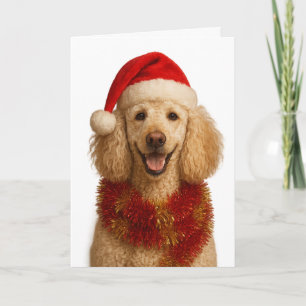 Poodle Christmas card