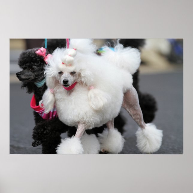 Poodle Day 2010 #6 Poster (Front)
