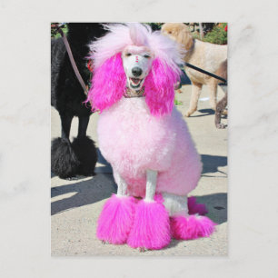 Poodle Day 2016 - Barnes - Pink Standard Poodle Postcard