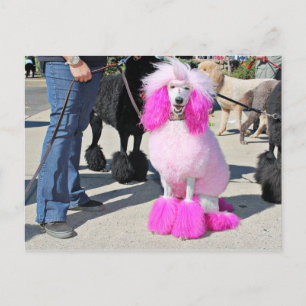 Poodle Day 2016 - Barnes - Pink Standard Poodle Postcard