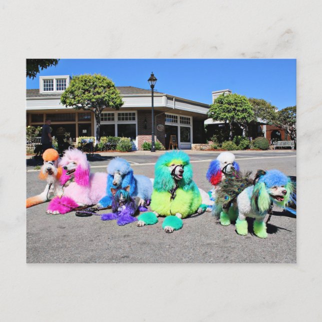 Poodle Day 2016 - Rainbow Poodles Postcard (Front)