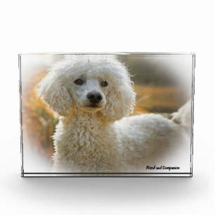Poodle Dog. Photo Block