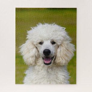 Poodle Dogs. Jigsaw Puzzle