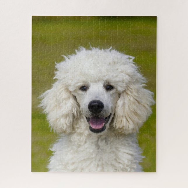 Poodle Dogs. Jigsaw Puzzle (Vertical)