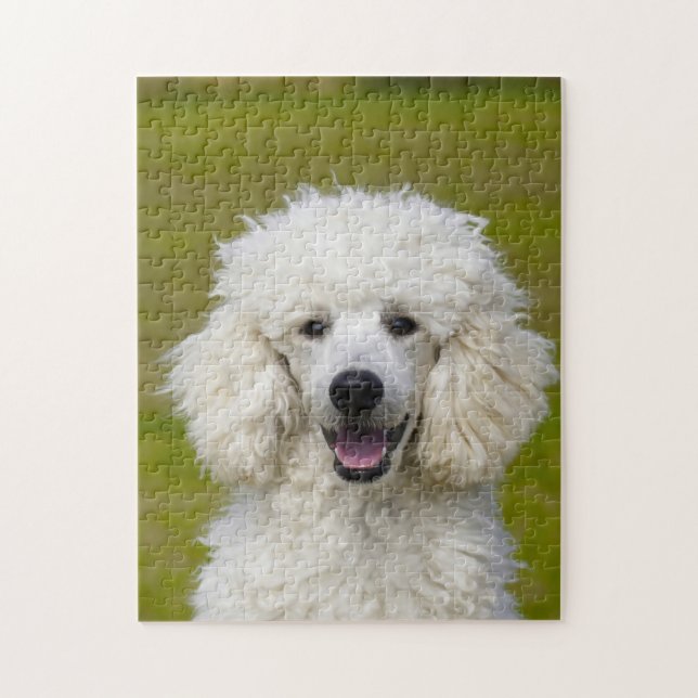 Poodle Dogs. Jigsaw Puzzle (Vertical)