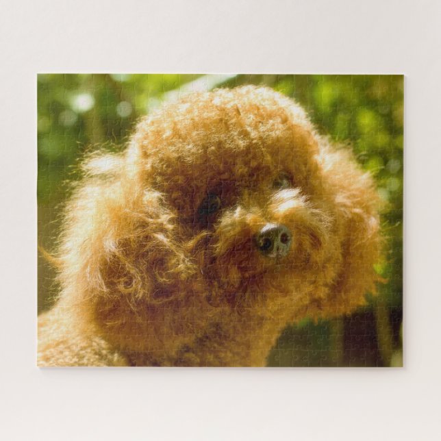 Poodle Dogs. Jigsaw Puzzle (Horizontal)