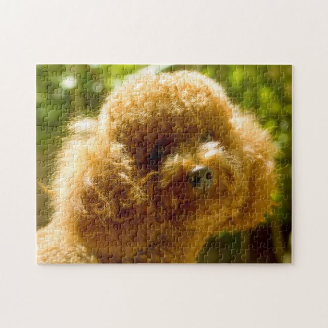 Poodle Dogs. Jigsaw Puzzle (Horizontal)