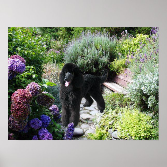 Poodle Garden Print (Front)