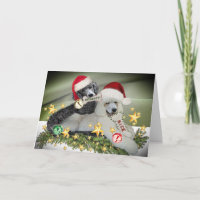 Poodle "Naughty or Nice" Christmas Cards
