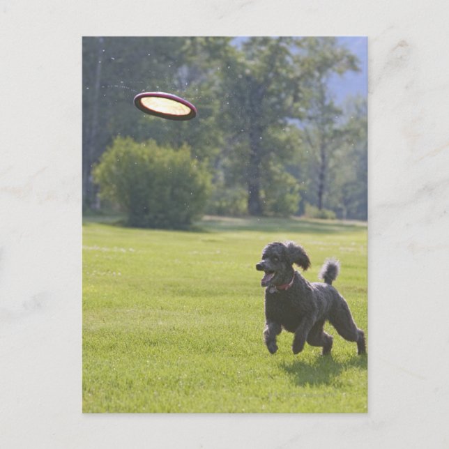 Poodle playing frisbee postcard (Front)