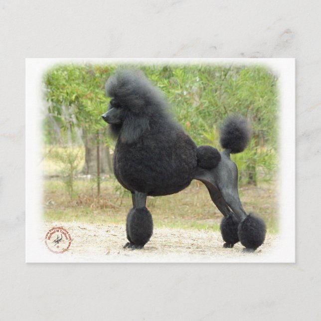 Poodle Postcard (Front)