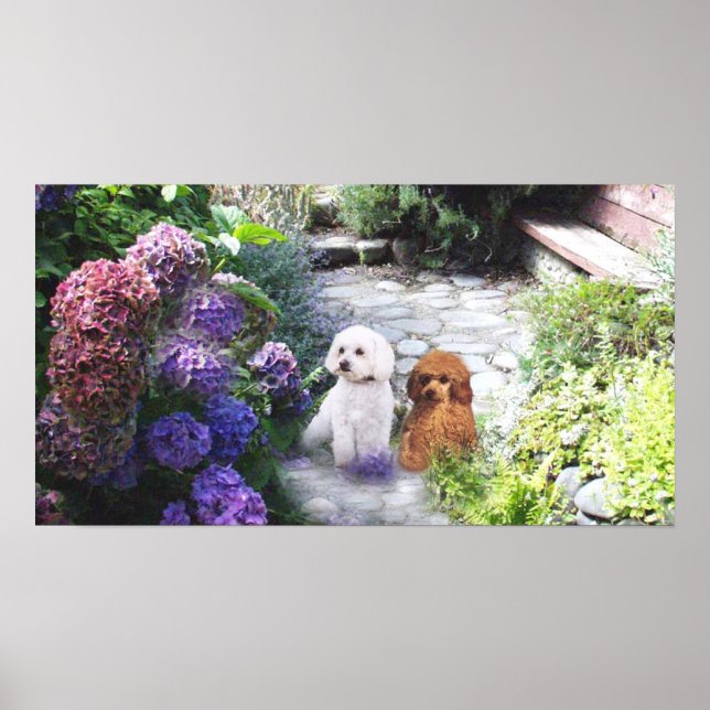 Poodle Poster Hydrangeas (Front)