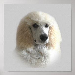 Poodle Print