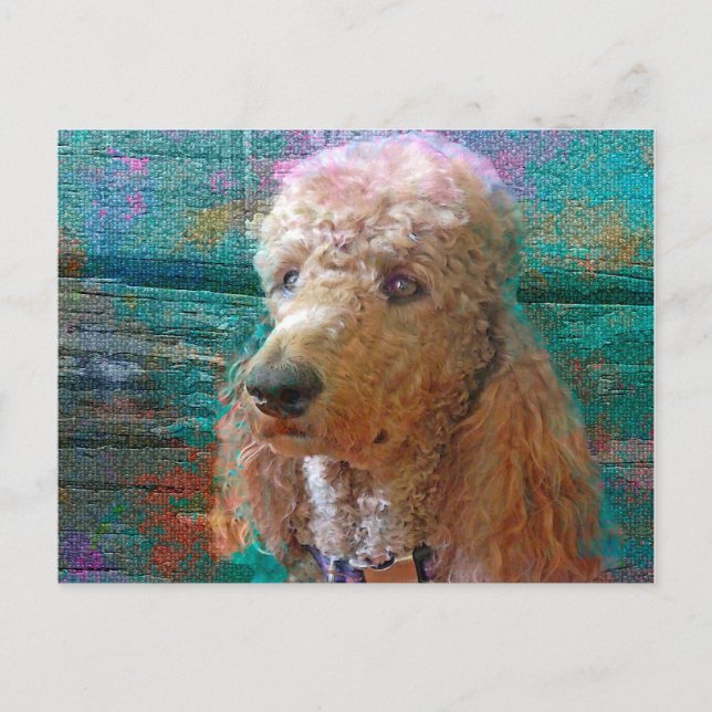 POODLE PROUD POSTCARD (Front)