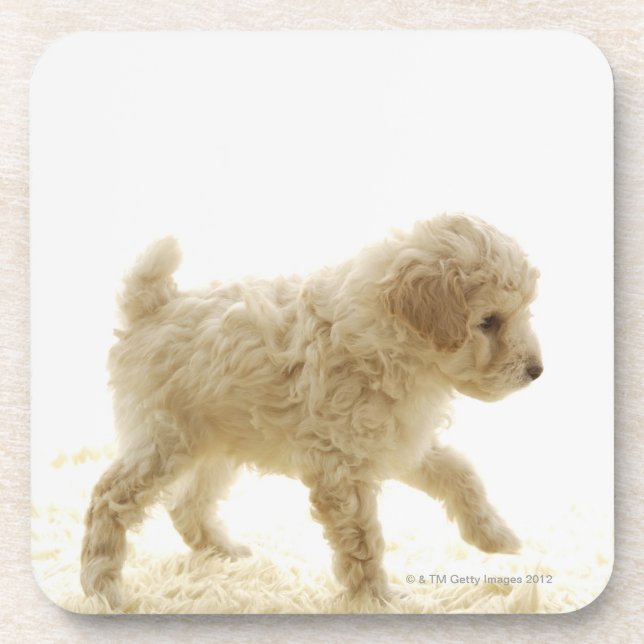 Poodle Puppy Coaster (Front)