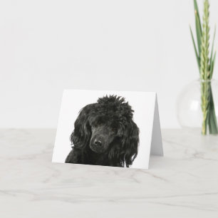 Poodle Puppy Dog Thinking of You Hello Blank Card