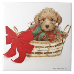 Poodle puppy sitting in Christmas basket Ceramic Tile