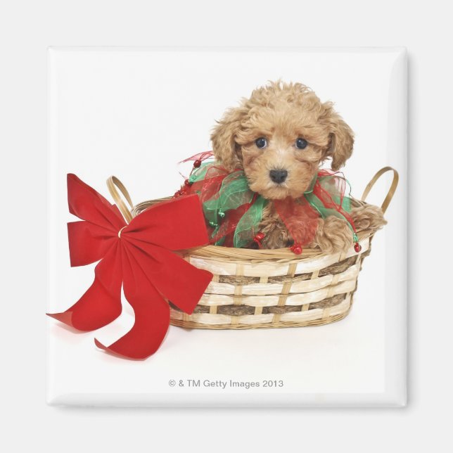 Poodle puppy sitting in Christmas basket Magnet (Front)