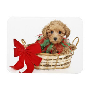Poodle puppy sitting in Christmas basket Magnet