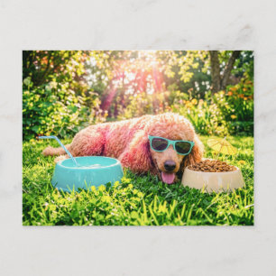 Poodle Relaxing in Sunlit Grass Postcard