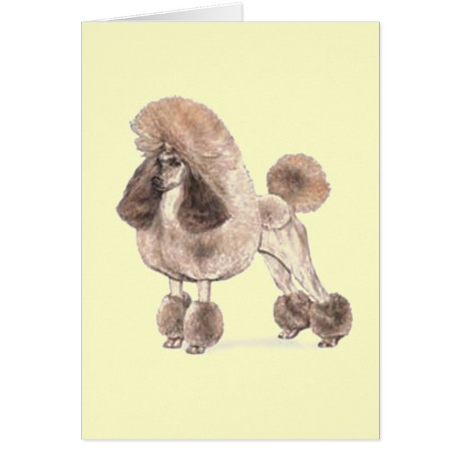 Poodle -- Show Coat (Front)