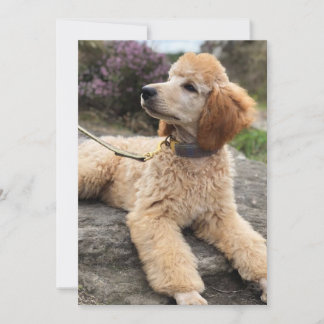 Poodle thank you card