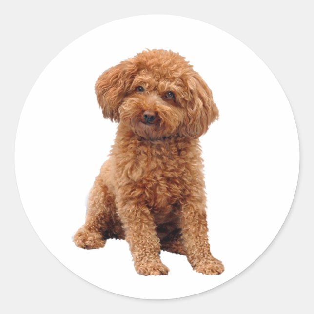 Poodle - Toy (Apricot) Classic Round Sticker (Front)