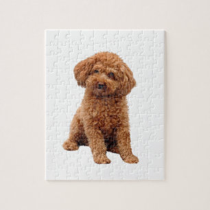 Poodle - Toy (Apricot) Jigsaw Puzzle