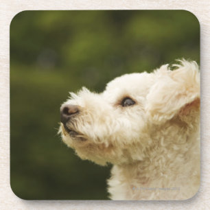 Poodle (white) 2 coaster