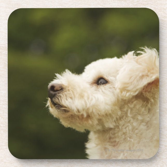 Poodle (white) 2 coaster (Front)