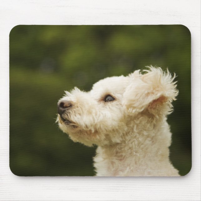 Poodle (white) 2 mouse pad (Front)