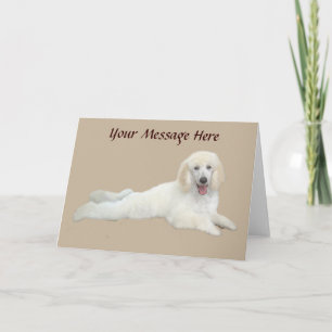 Poodle White Beautiful Greeting Card