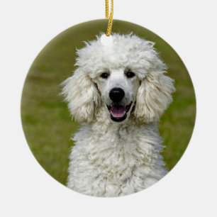 Poodle White Dog Photo Ceramic Ornament