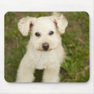 Poodle (white) mouse pad
