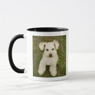 Poodle (white) mug