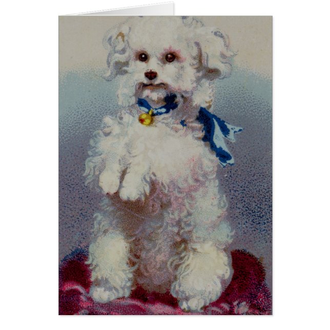 Poodle with blue ribbon (Front)