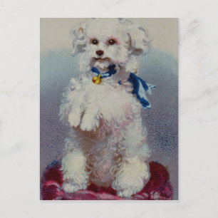 Poodle with blue ribbon postcard