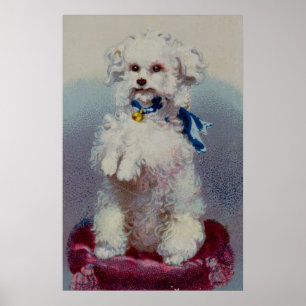 Poodle with blue ribbon poster