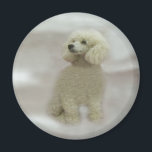 Poodles Are Heavenly Magnet<br><div class="desc">The original Poodles were water dogs used for retrieving. To this day, their conformation and the texture and pattern of their coats reflect the purposes for which they were bred. Miniatures and Toys have been bred down from the larger Poodles and they exhibit the same general characteristics. The Poodle is...</div>