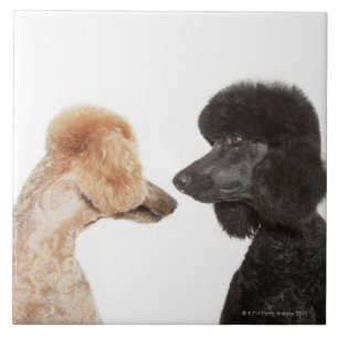 Poodles examining each other ceramic tile
